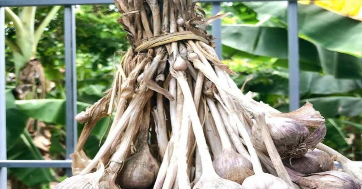 Sức khỏe đời sống - Có nên sử dụng tỏi để tăng sức đề kháng chống dịch COVID-19?