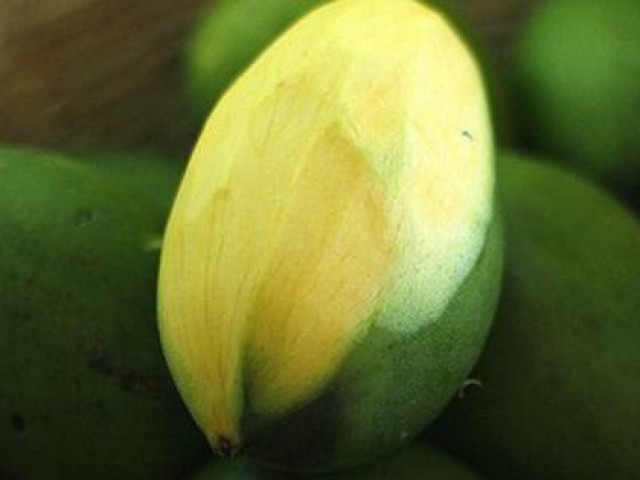 Sức khỏe đời sống - Tác dụng chữa bệnh tuyệt vời của xoài xanh mà không phải ai cũng biết