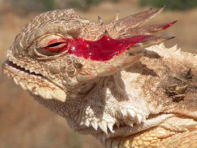 Media - Loài động vật kỳ lạ, phun máu từ mắt để phòng vệ mình