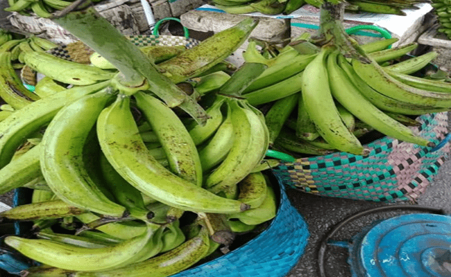 Việc nhân giống chuối tá quạ cũng đang là một khó khăn với người nông dân. Cây chuối khá nhỏ như giống chuối ta, không tốn diện tích nhưng lại tương đối khó trồng. Thông thường, một cây chỉ cho 1-2 mầm con.
