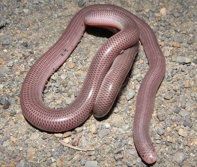 Rắn nhỏ độc chết người: Điều gì khiến loài rắn nhỏ này trở thành nỗi sợ hãi của nhiều người? Tại sao chúng lại có thể gây tử vong cho con người? Hãy đến và khám phá những hình ảnh ghi lại khoa học và đầy sự tò mò về loài rắn này.