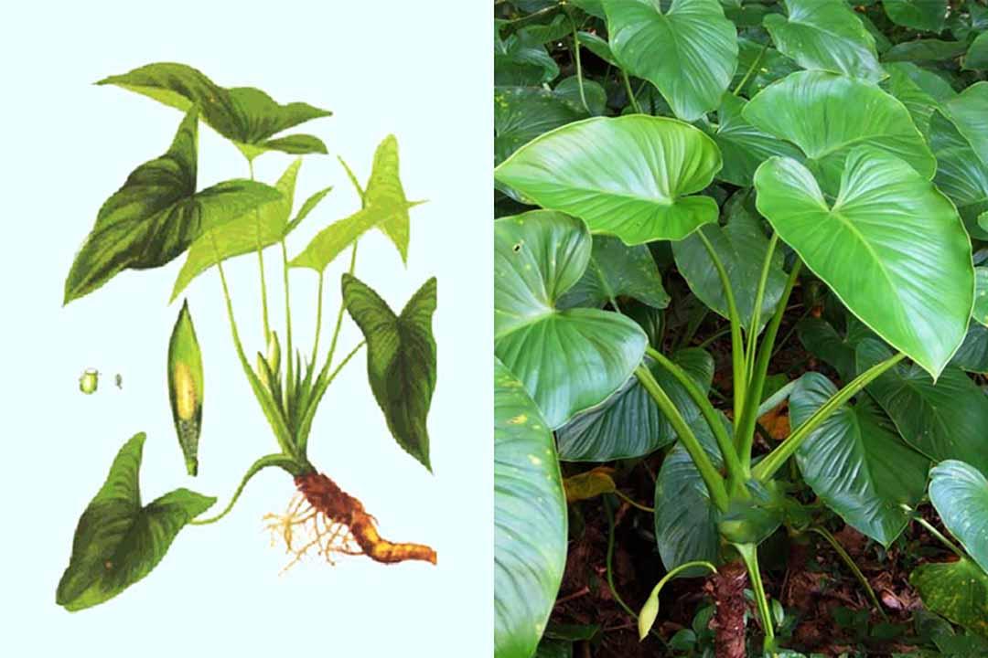 Thiên niên kiện giúp giảm đau thắt lưng