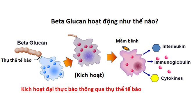 BETA GLUCAN – Hoạt chất kích hoạt hệ miễn dịch tự nhiên, tăng đề kháng vượt trội - 2