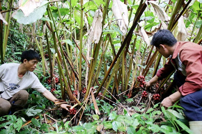 Tại Việt Nam, thảo quả sấy khô được rao bán trên mạng với mức giá 120.000 đồng - 160.000 đồng/kg.
