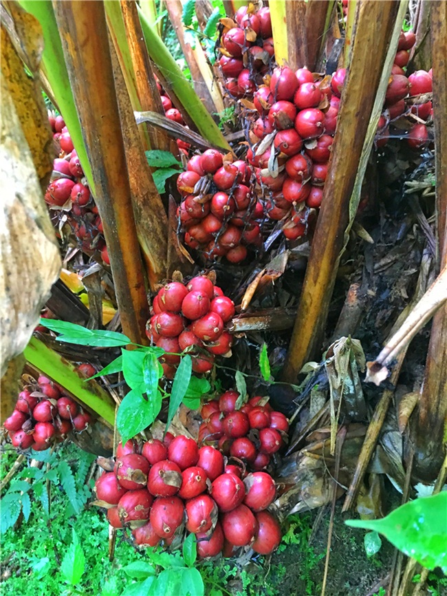 Tuy nhiên, ngô không giúp những người dân ở đây giàu có.&nbsp; Các cán bộ đã đưa cây thảo quả đến với vùng đất này.
