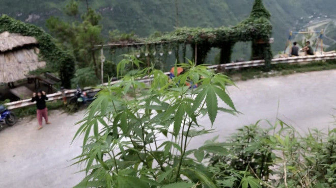 Những cây cần sa hay lanh Mèo được Khanh thừa nhận là trồng ở gần khu vực của mình.