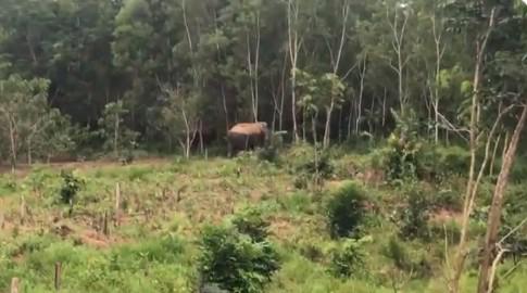 Hai con voi rừng về khu vực trồng cây cao su