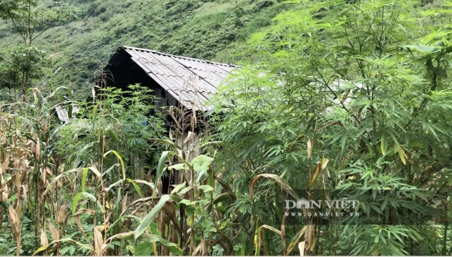 Một "ruộng lanh" theo cách gọi của Khanh và các bạn. Khanh cũng thừa nhận anh ta có "nương cần sa" để phục vụ cho việc hút hít...