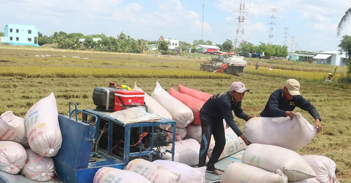 Thị trường - Tiêu dùng - Bán 80.000 tấn gạo Việt miễn thuế sang EU ra sao?