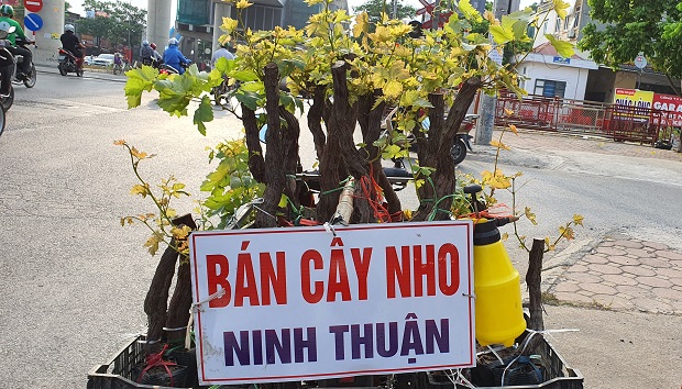 Mua Gốc Nho Ninh Thuận - Địa Chỉ Uy Tín Và Lợi Ích Tuyệt Vời