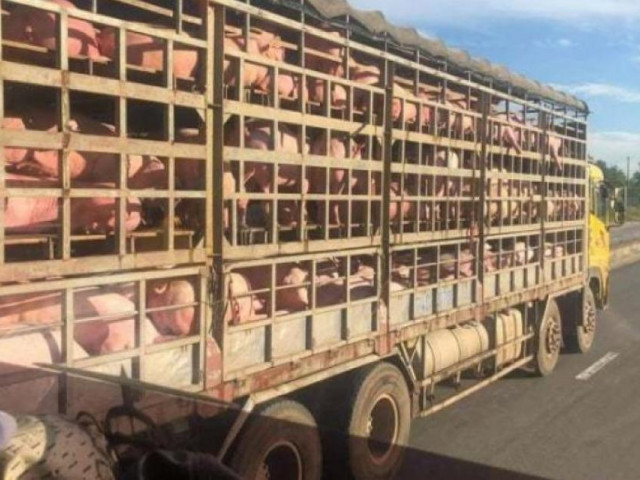 Giá lợn Thái Lan “hạ nhiệt”, nhập khẩu lợn sống khởi động trở lại
