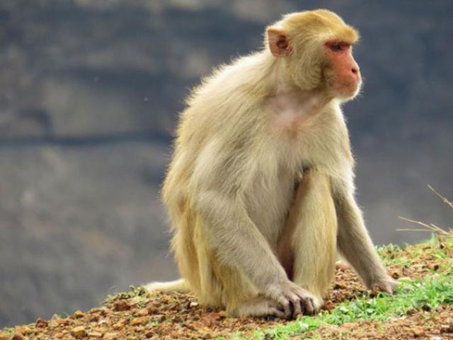 Sức khỏe đời sống - Người đàn ông Hà Nội bị khỉ cắn đứt toàn bộ gân cẳng tay