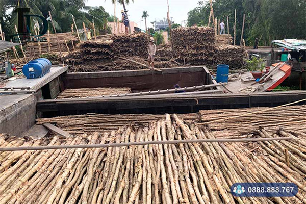 Vận chuyển cừ tràm bằng ghe