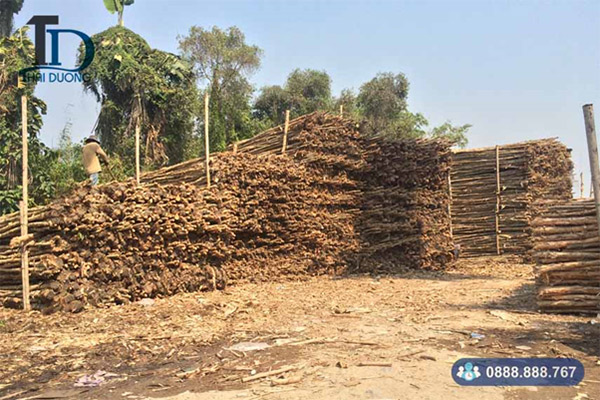 Một vựa cừ tràm lớn tại TPHCM