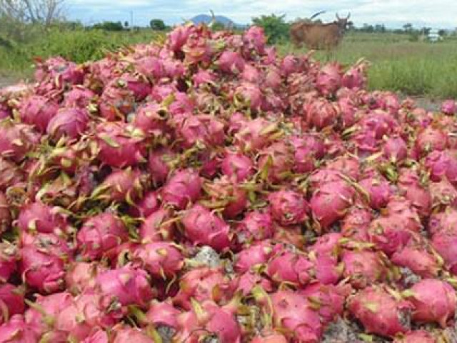 Thị trường - Tiêu dùng - Khóc ròng với thanh long cuối vụ