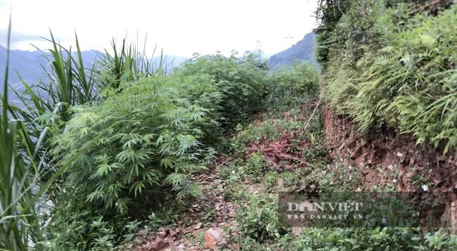 Cây lanh Mèo chứa hàm lượng ma túy được "chế" và sử dụng để phê.