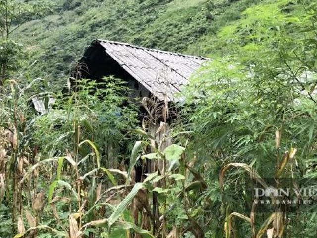 Pháp luật - Lần theo “tour du lịch hút hít” trên đỉnh Mã Pí Lèng: Họ từng rủ tôi mua lanh Mèo về để làm ma túy