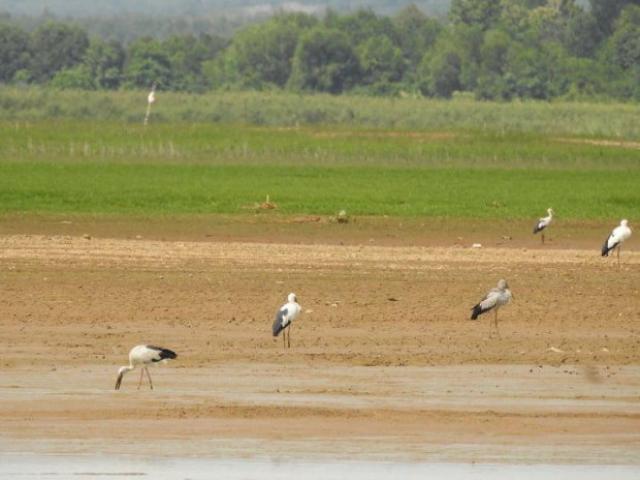 Tin tức trong ngày - Tin tức 24h qua: Hàng trăm con chim quý xuất hiện ở hồ thủy điện Trị An, Đồng Nai