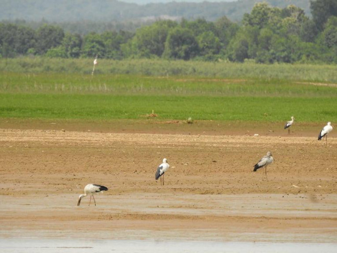 &nbsp;Đàn chim Giang Sen - một loài chim quý hiếm đã tìm về ở hồ Trị An với số lượng khá nhiều để săn bắt cá mùa nước cạn.