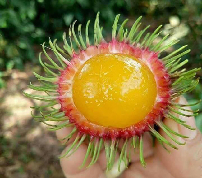 Nhiều người lầm tưởng đây là loại trái cây nhập khẩu sang chảnh, nhưng thực tế đây là quả dại ven rừng ở Việt Nam.

