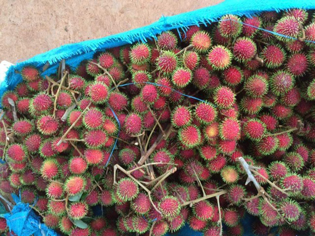 Nhìn bên ngoài loại chôm chôm này không khác gì chôm chôm nhãn, nhưng khi bóc vỏ, ruột bên trong có màu vàng óng, khác với màu trắng của chôm chôm thường.
