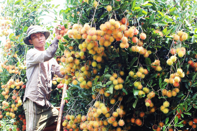 Loại quả rừng này mọc tự nhiên, không có hoá chất nên rất được chị em yêu thích.
