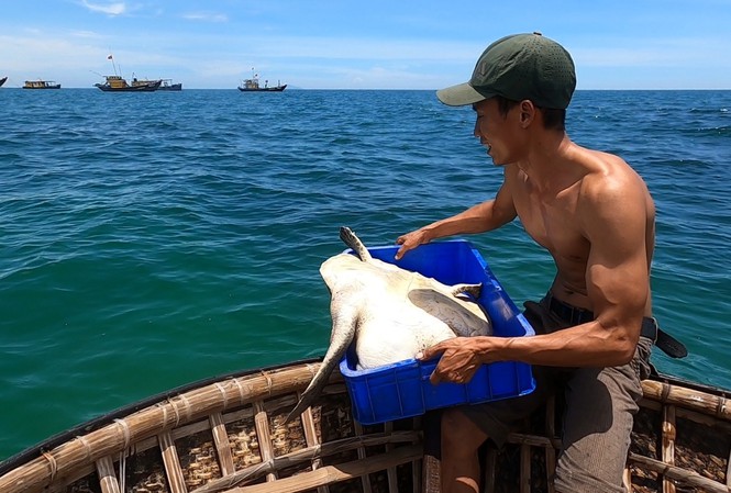  Chú rùa được trộm đưa ra biển giữa trưa nắng.