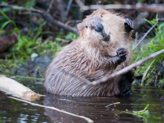 Phi thường - kỳ quặc - Đàn hải ly lần đầu tiên giành được “quyền cư trú hợp pháp” tại Anh sau 400 năm