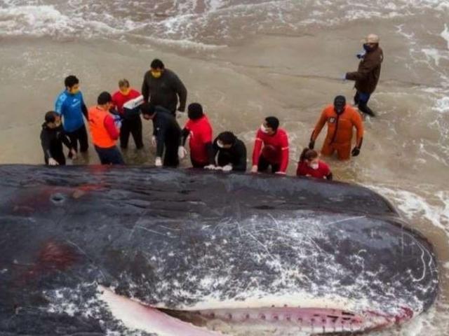 Media - Cá nhà táng dài 15 mét chết do mắc cạn ở Argentina