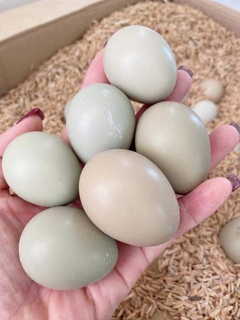 Loại trứng "đại bổ như sâm" đắt gấp 10 lần trứng gà, người mua phải đặt trước cả tuần - 2