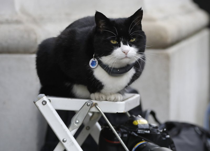 Mèo Palmerston – “Trưởng quan bắt chuột” của Bộ Ngoại giao Anh – chính thức nghỉ hưu (ảnh: AP)