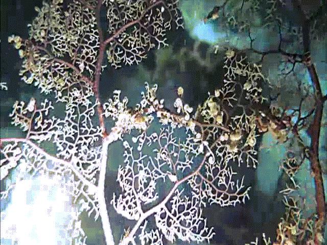 Phi thường - kỳ quặc - Sinh vật siêu kỳ quái với hàng ngàn xúc tu bắt và ăn thịt con mồi trong chớp mắt