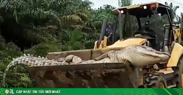 Cá sấu ma quỷ nặng nửa tấn ám ảnh dân làng, sợ đến nỗi chôn đầu một nơi xác một nẻo