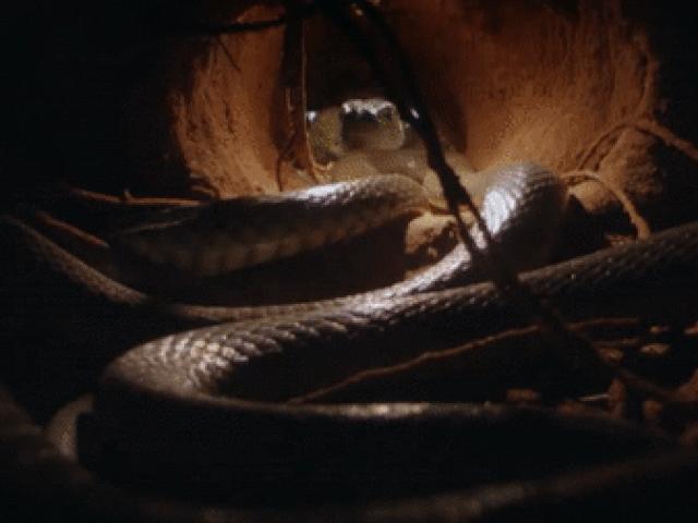 Media - Rắn kịch độc bậc nhất nước Úc vẫn phải chạy "bán sống bán chết" khi gặp kẻ thù này