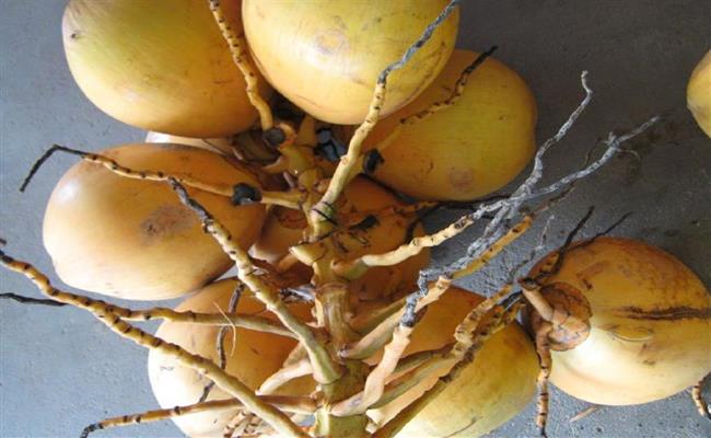 Có khoảng 2.000 gốc dừa Adona được trồng trên 2ha tại quận 12, TP.HCM.
