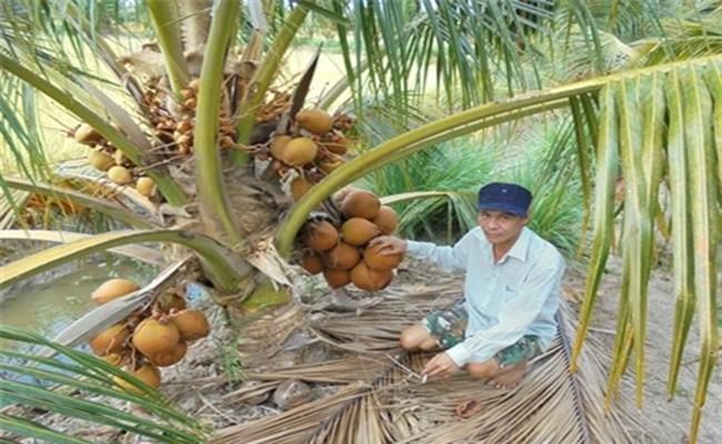 Loại dừa này ra trái quanh năm, cây trưởng thành sẽ cho khoảng 300 - 350 trái/năm, nhiều hơn so với những loại dừa khác ở Việt Nam.
