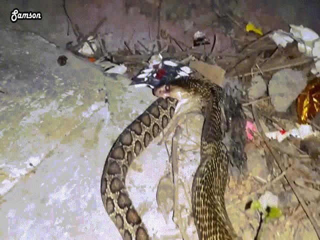 Phi thường - kỳ quặc - Video: 2 thành viên "tứ đại nọc độc" tử chiến, hổ mang chúa hay hổ mang bướm giành chiến thắng?