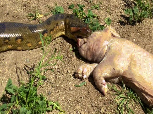 Phi thường - kỳ quặc - Video: Rợn người cảnh trăn Anaconda nặng hơn nửa tấn nuốt chửng lợn rừng "khủng"