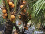 Thị trường - Tiêu dùng - Độc đáo giống quả 2 màu ở Việt Nam, không hạt mà cho nước ngọt lừ