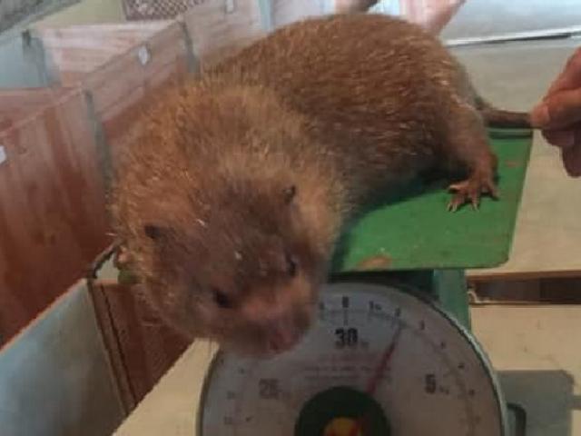 Thị trường - Tiêu dùng - 9x lãi cả trăm triệu mỗi năm nhờ nuôi giống "chuột khổng lồ"