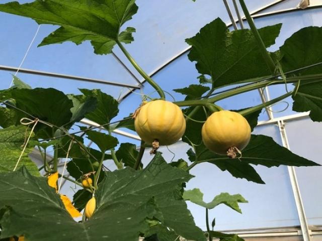 Thị trường - Tiêu dùng - Loại quả trong nước giá chưa tới 2.000 đồng, nhập từ Nhật về trồng bán giá gấp 100 lần