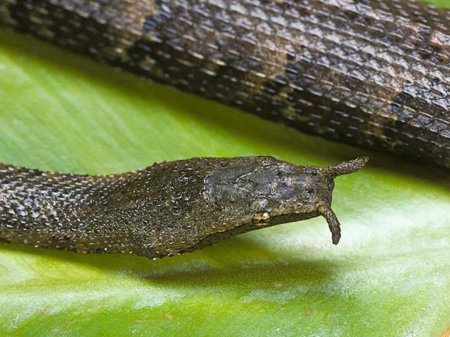 Media - Loàn rắn có râu độc nhất hành tinh, có thể bắt mồi chỉ trong một phần nghìn giây