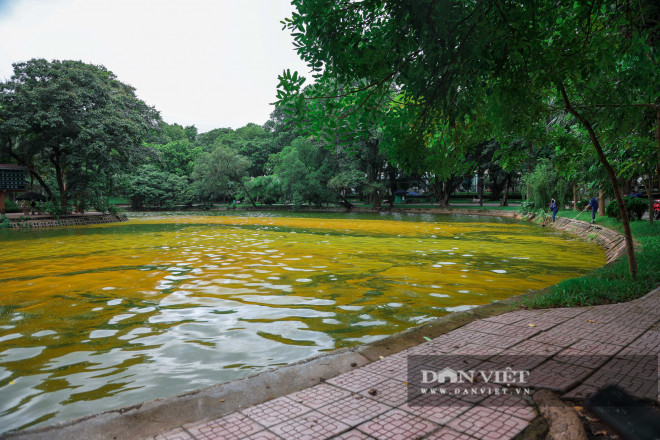 Những ngày gần đây, mặt hồ nước trong vườn Bách Thảo Hà Nội bất ngờ chuyển từ màu xanh lục sang màu vàng khiến nhiều người dân khi đi qua tập thể dục cảm thấy hết sức bất ngờ.