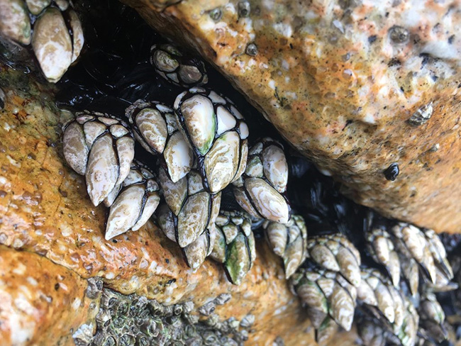 Cái tên ốc ngỗng xuất phát từ hình dáng đặc của chúng. Phần đầu của con ốc Percebes rất giống cái đầu ngỗng với phần cổ dài, đầu tròn và mỏ nhọn.
