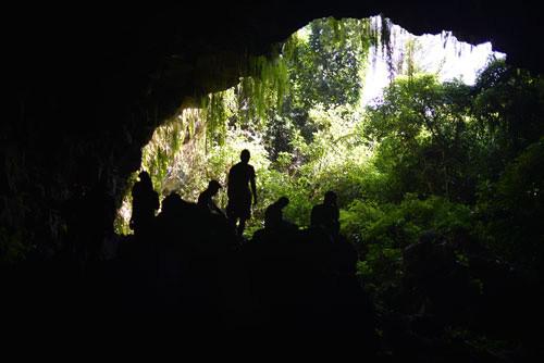 Khu rừng nhỏ ở hang C8