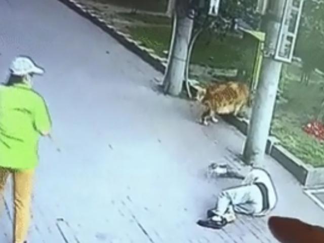 Media - Chủ nhân bị mèo rơi trúng đầu bất tỉnh, chó cưng chặn thủ phạm lại "cảnh cáo"