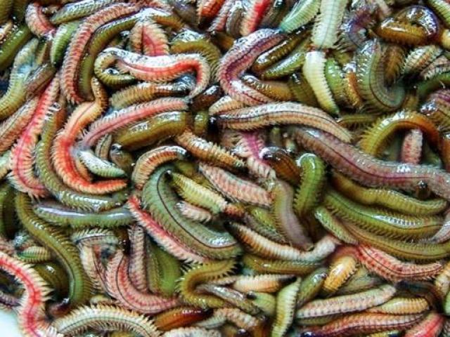 Thị trường - Tiêu dùng - Những đặc sản Việt khiến người ngoại quốc "khóc thét"