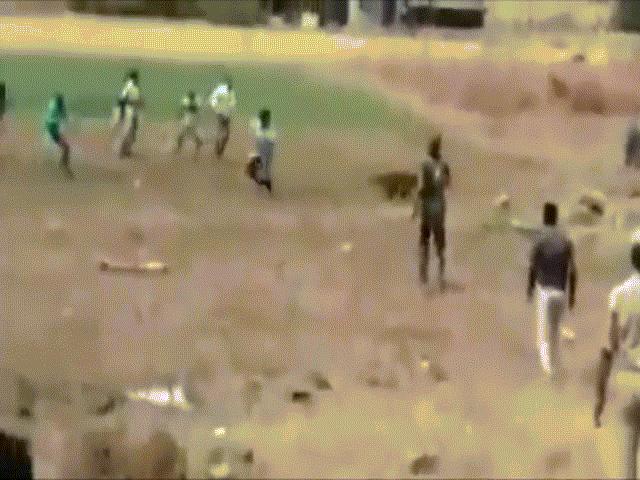 Phi thường - kỳ quặc - Sốc: Báo gấm lao vào cắn xé nhiều người vì bị bao vây