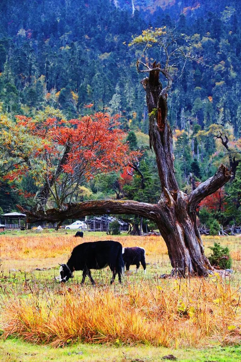 Chiêm ngưỡng vẻ đẹp Tây Tạng say đắm lòng người - 27