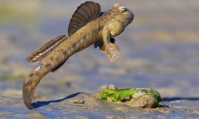 Đây là cá thòi lòi. Loài cá này có ngoại hình xấu xí, sống trong những lớp bùn, là một trong những đặc sản nổi tiếng ở khu vực Nam Bộ.
